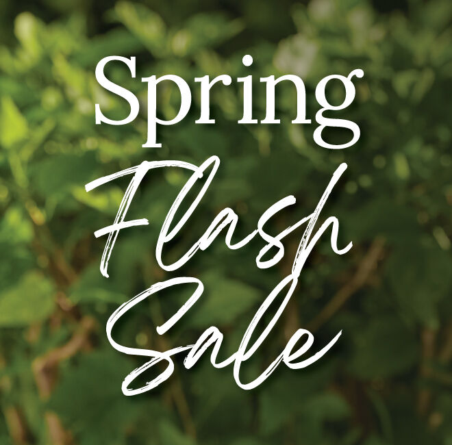 Spring Flash Sale